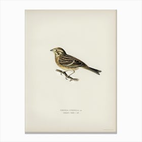 Yellowhammer (Emberiza Citrinella), The Von Wright Brothers Canvas Print