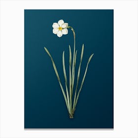 Vintage Narcissus Poeticus Botanical Art on Teal Blue n.0263 Canvas Print