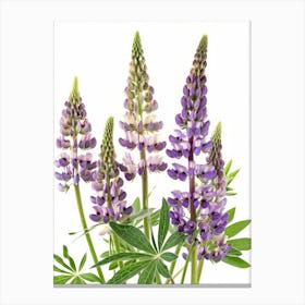 Lupine Flowers 1 Canvas Print