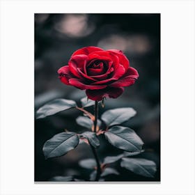 Rose In The Dark 20 Canvas Print