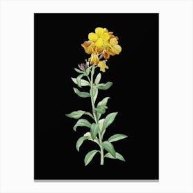 Vintage Yellow Wallflower Bloom Botanical Illustration on Solid Black n.0286 Canvas Print