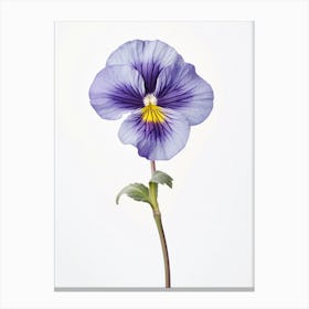 Pressed Wildflower Botanical Art Common Blue Violet Viola 2 Canvas Print