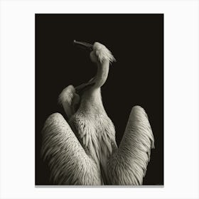 Couple Of Pelicans Canvas Print