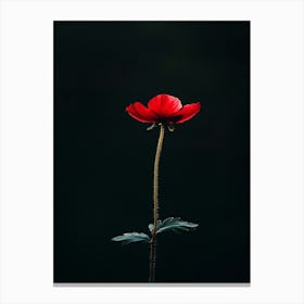 Single Red Poppy 3 Canvas Print