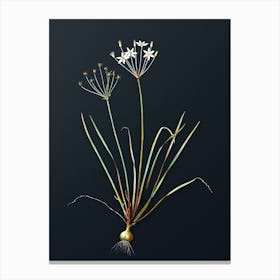 Vintage Allium Straitum Botanical Watercolor Illustration on Dark Teal Blue n.0072 Canvas Print