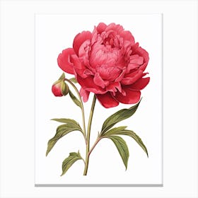 Peonies Flower Vintage Botanical 1 Canvas Print