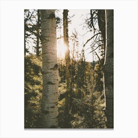 Nature Forest Scenery Canvas Print