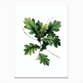 Vintage English Oak Botanical Illustration on Pure White n.0783 Canvas Print
