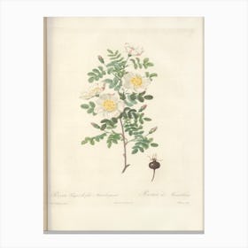 Rose Illustration, Pierre Joseph Redoute (4) Canvas Print