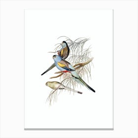Vintage Golden Backed Parakeet Parrot Bird Illustration on Pure White n.0378 Canvas Print