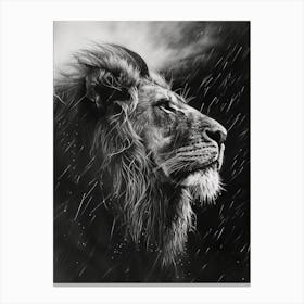 Barbary Lion Charcoal Drawing Facing A Storm 1 Canvas Print