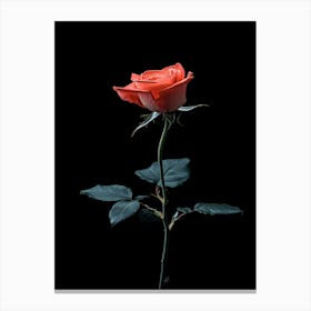 Red Rose Isolated On Black Background Canvas Print