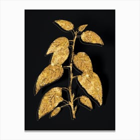 Vintage Balsam Poplar Leaves Botanical in Gold on Black n.0600 Canvas Print