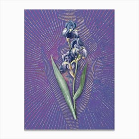 Vintage Dalmatian Iris Botanical Illustration on Veri Peri Canvas Print