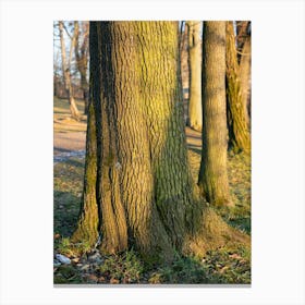 Tree trunk in the evening light 1 Canvas Print
