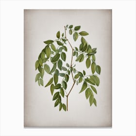 Vintage Jujube Botanical on Parchment Canvas Print