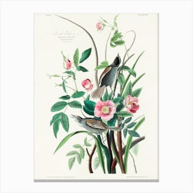Seaside Finch, Birds Of America, John James Audubon Canvas Print