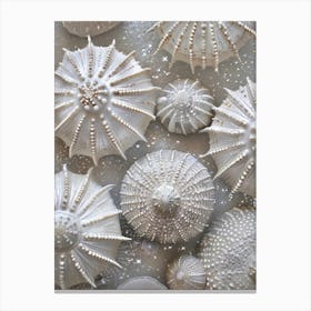 Seashells and urchins Canvas Print