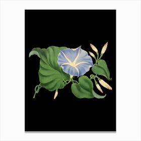 Morning Glory Canvas Print