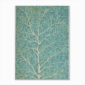 Bristlecone Pine tree Vintage Botanical Canvas Print