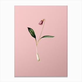 Vintage Erythronium Botanical on Soft Pink Canvas Print