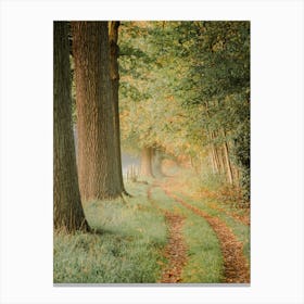 Morning Walk in the Forest Canvas Print