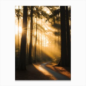 Sunrise In The Forest 1 Canvas Print