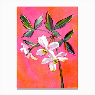 Pink Clematis Flower Canvas Print