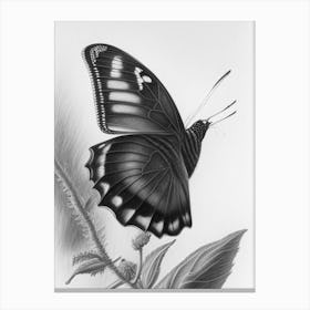 Black Swallowtail Butterfly Greyscale Sketch 2 Canvas Print