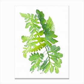 Maidenhair Fern Wildflower Watercolour 2 Canvas Print