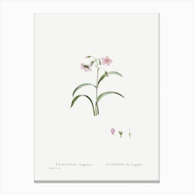 Claytonia Virginica, Pierre Joseph Redoute Canvas Print