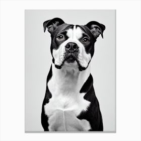 Staffordshire Bull Terrier B&W Pencil dog Canvas Print