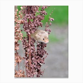 Field Mouse On A pink Plant Canvas Print