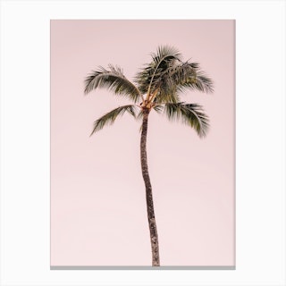 Pink Palm Tree Canvas Print