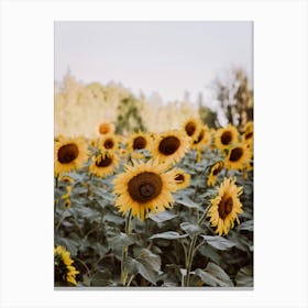 Sunflowers In The Field France Canvas Print