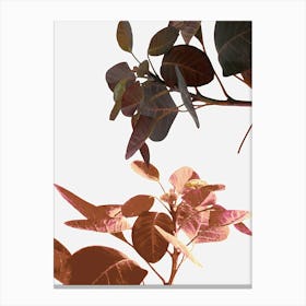 Tropical Leaf Canvas Print