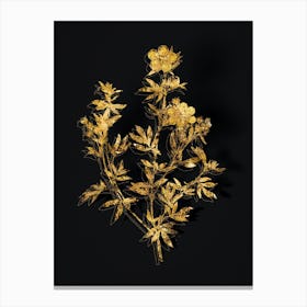 Vintage Yellow Buttercup Flowers Botanical in Gold on Black n.0230 Canvas Print