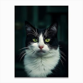 Black And White Cat 1 Canvas Print