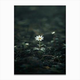 Single Flower In The Dark 53 Canvas Print