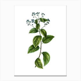 Vintage New Jersey Tea Botanical Illustration on Pure White n.0296 Canvas Print
