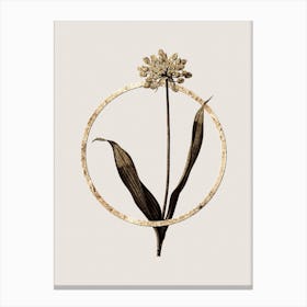 Gold Ring Golden Garlic Glitter Botanical Illustration Canvas Print