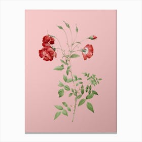 Vintage Red Rose Botanical on Soft Pink n.0815 Canvas Print