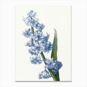 Hyacinth Canvas Print