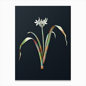 Vintage Small Flowered Pancratium Botanical Watercolor Illustration on Dark Teal Blue n.0077 Canvas Print