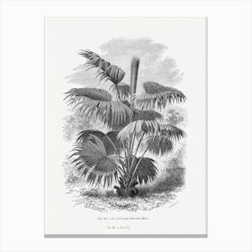 Vintage Palm Tree Art Print _2643194 Canvas Print