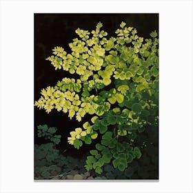 Maidenhair Fern Painting 3 Canvas Print