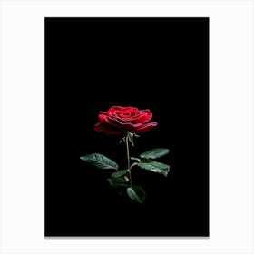 Single Red Rose On Black Background 38 Canvas Print