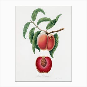 Carrot Peach (Persica Carota) From Pomona Italiana (1817 - 1839), Giorgio Gallesio Canvas Print