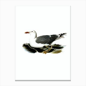 Vintage European Herring Gull Bird Illustration on Pure White Canvas Print