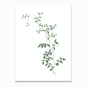 Vintage Bridal Creeper Botanical Illustration on Pure White n.0579 Canvas Print